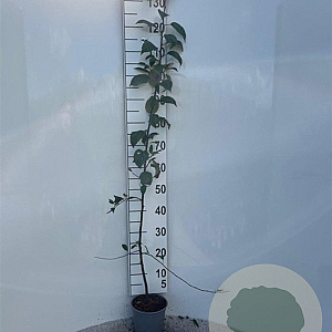 Malus sylvestris 100-125 cm 2,0L