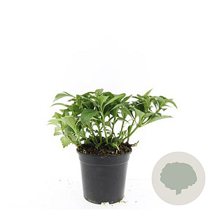 Pachysandra term. 'Green Carpet' GM C1.3