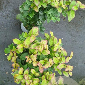 Parrotia persica Persian Spire 40-60 cm 3,0L