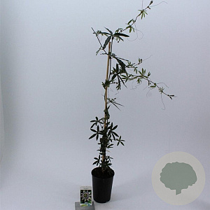 Passiflora caerulea 60-70 cm 2,0L met stok