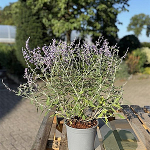 Perovskia 'Blue Spire' 40-60 cm 2,0L