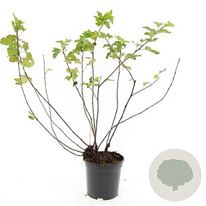 Physocarpus capitatus 'Tilden Park' GM C1.3