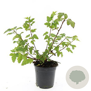 Physocarpus capitatus 'Tilden Park' GM C1.3