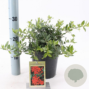 Pyracantha cocc. 'Red Cushion' 30-40 cm 2,0L