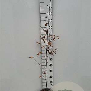 Quercus robur 100-125 cm 5,0L