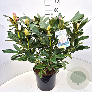 Rhododendron 'Cunningham's White' 50-60 cm 20L