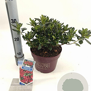 Rhododendron Encore Autumn Fire 25-30 cm 3,0L