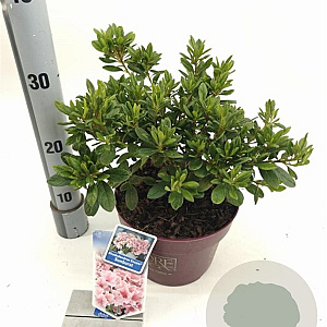 Rhododendron Encore Sunburst 25-30 cm 3,0L