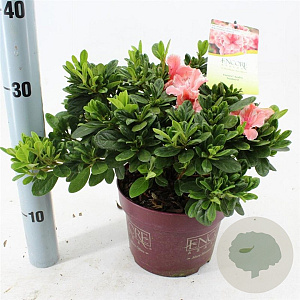 Rhododendron Encore Sunburst 25-30 cm 3,0L