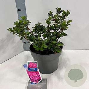 Rhododendron Flash Dance Pink 20-25 cm 5,0L