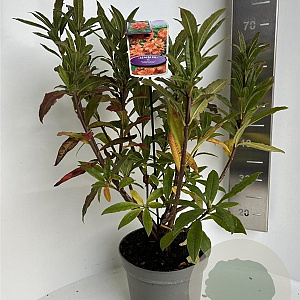 Rhododendron (AK) 'Gibraltar' 40-50 cm 5,0L