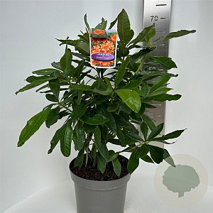 Rhododendron (AK) 'Golden Eagle' 30-40 cm 5,0L