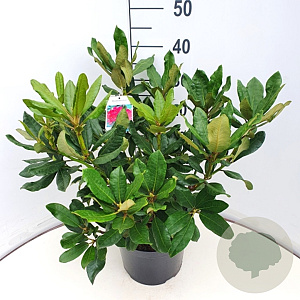 Rhododendron 'Nova Zembla' 40-50 cm 7,5L