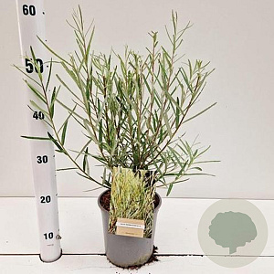 Salix rosmarinifolia 40-50 cm 2,0L