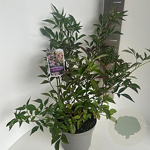 Sambucus nigra Black Beauty 30-35 cm 5,0L