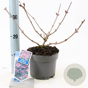 Sambucus nigra Black Beauty 30-40 cm 2,0L