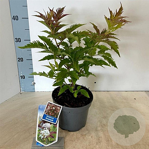 Sambucus nigra 'Serenade' 30-40 cm 2,0L