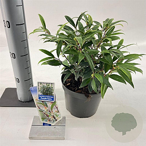 Sarcococca h. Purple Gem 20-25 cm 2,0L