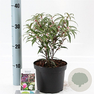 Sarcococca h. 'Purple Stem' 20-25 cm 2,0L