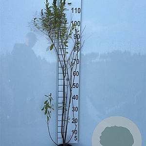 Spiraea billardii 80-100 cm 2,0L