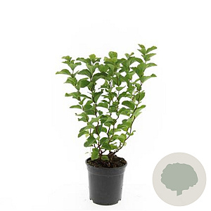 Spiraea densiflora GM C1.3