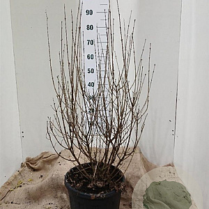 Syringa Dark Purple 80-100 cm 15L