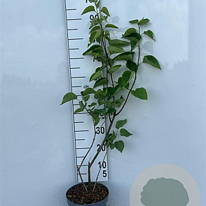 Syringa vulgaris 60-80 cm 5,0L