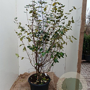 Viburnum burkwoodii 125-150 cm 35L najaarspotting