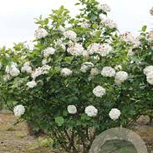 Viburnum carlcephalum 125-150 cm 35L solitair