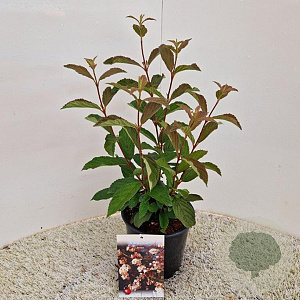 Viburnum farreri 50-60 cm 2,0L