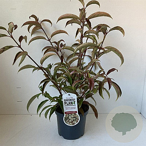 Viburnum hillieri 'Winton' 25-30 cm 3,0L