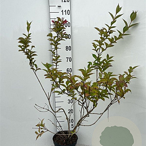 Weigela 'Eva Rathke' 80-100 cm 5,0L