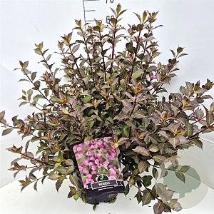 Weigela florida 'Nana Purpurea' 40-50 cm 10L