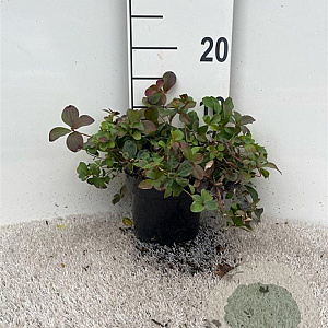 Cornus canadensis 10-15 cm C1.5