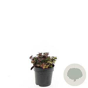 Cornus canadensis GM 2,0L