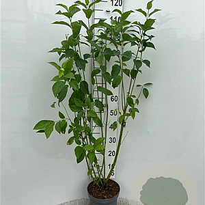 Cornus sericea 'Flaviramea' 125-150 cm 5,0L