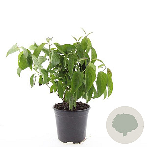 Cornus sericea 'Kelseyi' GM C1.3