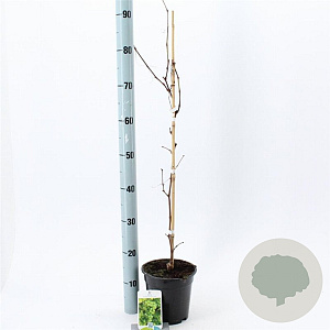 Vitis 'Vroege van der Laan' 70 cm 2,0L met stok