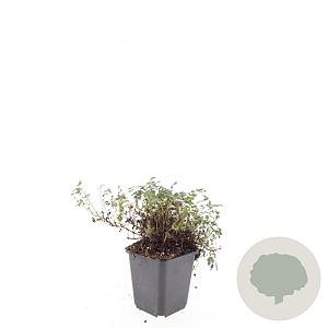 Acaena microphylla 'Kupferteppich' GM P9