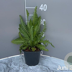 Achillea fil. 'Cloth of Gold' GM 2,0L