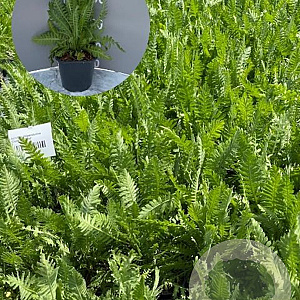 Achillea fil. 'Cloth of Gold' GM 2,0L