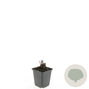 Agastache 'Blue Fortune' GM P9