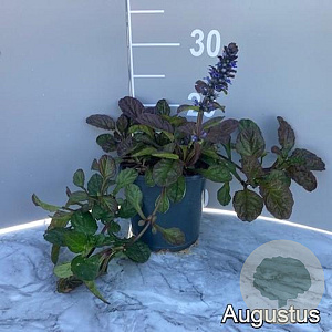 Ajuga reptans 'Catlin's Giant' GM 2,0L