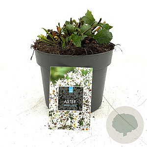 Aster divaricatus GM 2,0L