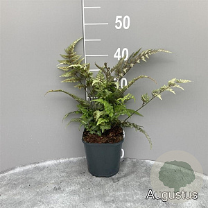 Athyrium niponicum 'Red Beauty' GM 2,0L