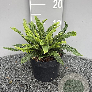 Blechnum spicant GM 2,0L