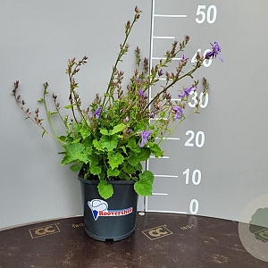 Campanula poscharskyana GM 2,0L