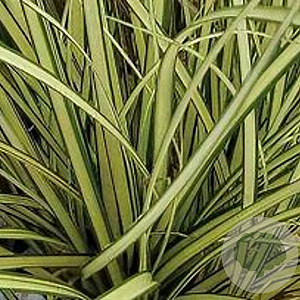 Carex brunnea 'Camara' GM 2,0L
