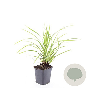 Carex morrowii 'Aureovariegata' GM P9