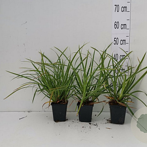 Carex morrowii 'Ice Dance' GM P9